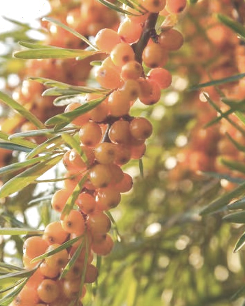 Plant pigments from berries and botanicals
