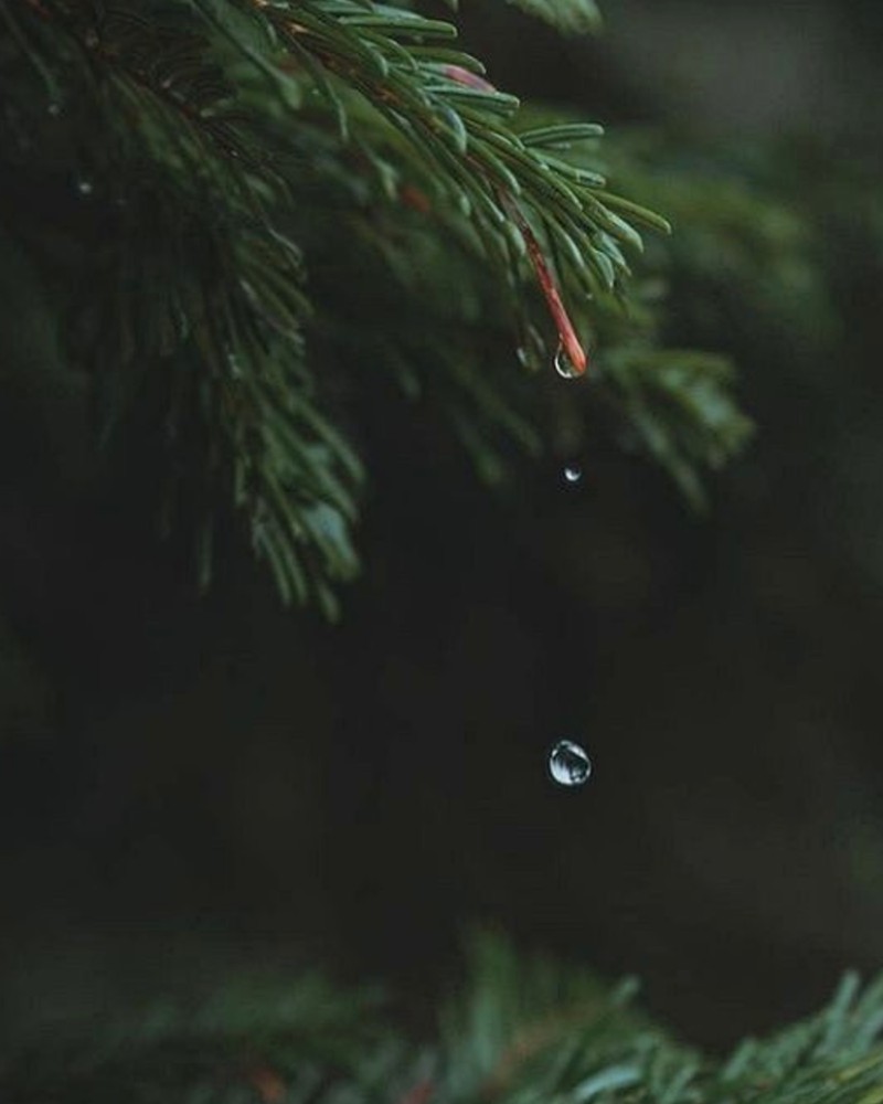 Alpine Cypress